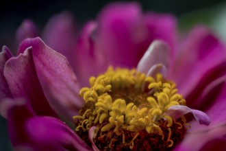 Zinnia, garden zinnia, inflorescence (Zinnia hybrida, Zinnia hortorum, Flores)