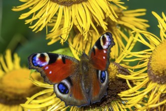 Peacock butterfly - on Telekie (Inachis, io)
