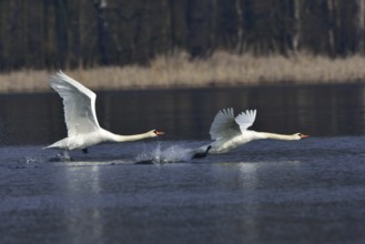 Mute swan (cygnos olor)