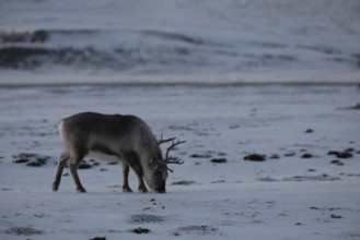 Reindeer (cervidae)
