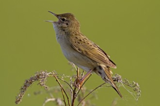 Field warbler (Locustella naevia)