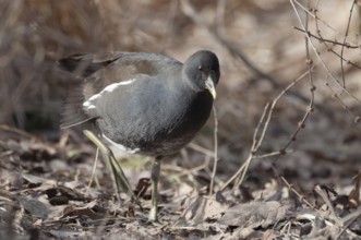 Water rail (Gallinula chloropus)