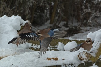 Eurasian jay (Garrulus glandarius)