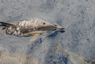 Dolphin (Delphinidae)