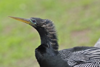 American Darter (Anhinga anhinga)