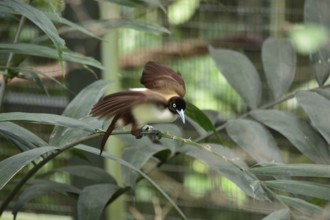 Lesser Bird of paradise, female (Paradisaea minor)