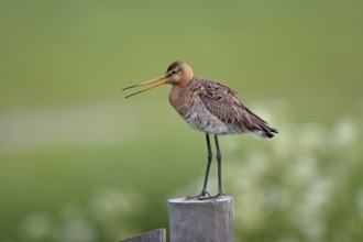 Black-tailed godwit (Limosa limosa)