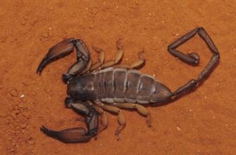 Crevice scorpion (Hadogenes sp.)
