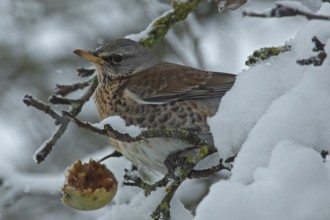 Juniper thrush (Turdus pilaris)