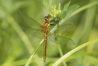Red-veined darter, female. (Sympetrum fonscolombii)