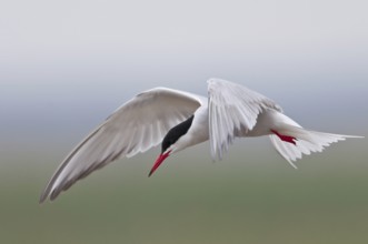 Common Tern (Sterna hirundo)