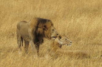 Lion couple (Panthera leo)