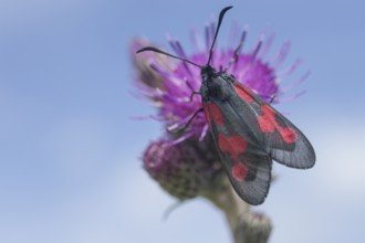 Red-spotted Red Rag (Zygaena loti)