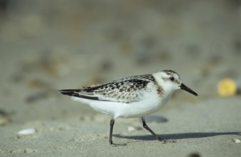 Sanderling (Calidris alba)
