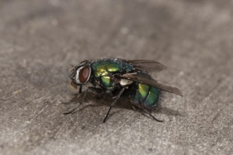 Emperor gold fly (Lucilia sericata)