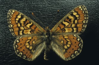 Fritillary butterfly specimen (Melitaea sp.)
