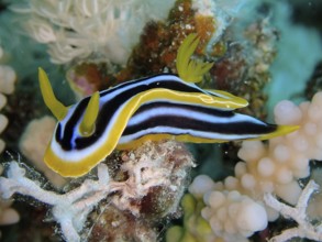 African star snail (Chromodoris africana)