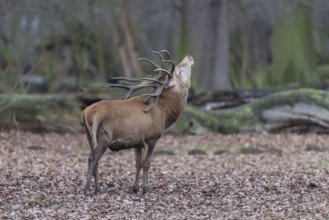 Red deer (Cervus elaphus)