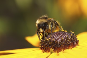 Large earth bumblebee on coneflower (Bombus terrestris)