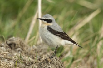 Wheatear (Oenanthe oenanthe)