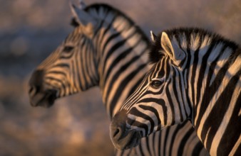 Plains zebra (Equus burchelli)