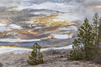 Steaming Mud Pod Area in famous Yellowstone National Park, USA