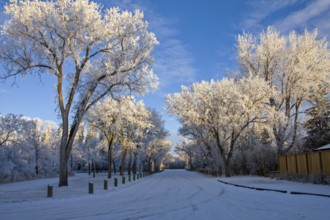 Winter Frost Saskatchewan Canada ice storm danger