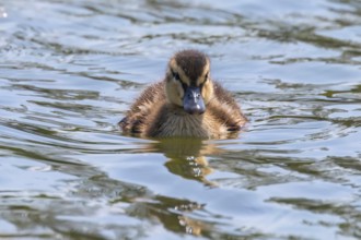 Mallard Duck Baby on water surface, Ducklings Swimming