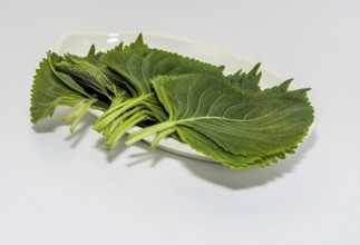 Fresh green sesame leaves neatly arranged on a white plate