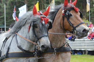 Cold-blooded horses as the titans of the race in Brück, Brandenburg