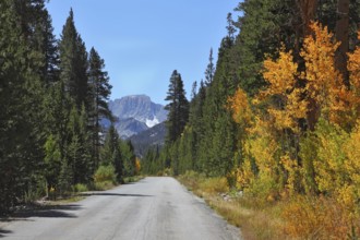 Sunny autumn afternoon. Excellent asphalt road among colorful autumn foliage