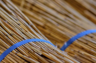 Processing of reed for thatching