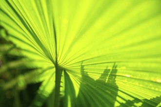 An image of a green palm leaf background