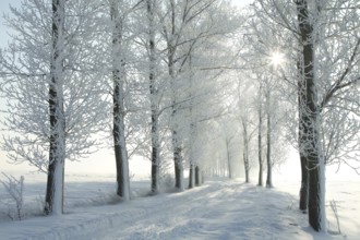 Winter rural road between the trees covered with frost at dawn, Poland