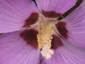 Hibiscus (Hibiscus), marshmallow, flower, macro photograph, Germany