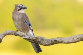 Jay, European Jay, Jay, eurasian jay (Garrulus glandarius), Geai des chênes, Arrendajo Común,