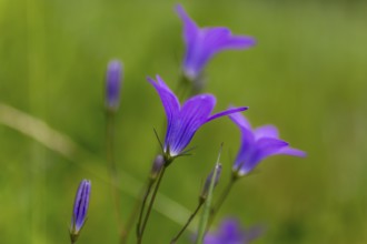 Meadow bellflower, Campanula patula, Veitsch, Styria, Austria