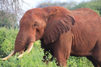 Elephants with red skin because of dust in Tsavo East National Park, Kenya