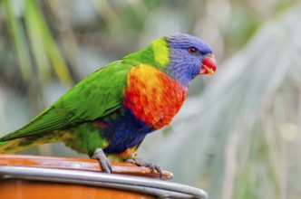 Allcolour lorikeet