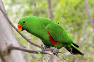 Noble parrot