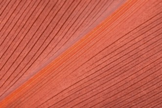 Living Coral color. Natural background of red leaf. Close up leaf surface