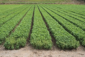 Field planted with basil. Agriculture land
