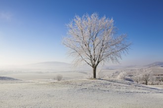 Snow and hearfrost covered trees in the frosty morning. Amazing winter landscape