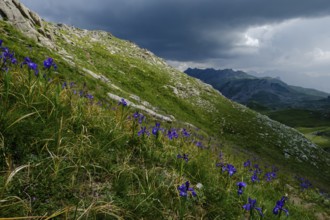 Blue lily (Iris latifolia), col de Anéou, Ayous lakes tour, Pyrenees National Park, Pyrenees