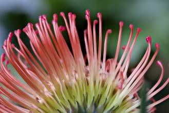 Flowerhead of Leucospermum cordifolium (Protaceae) from below, styles and pollen-presenters