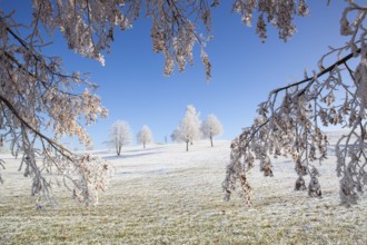 Snow and hearfrost covered trees in the frosty morning. Amazing winter landscape