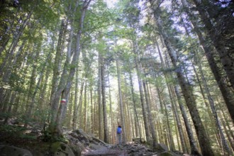Photographic documentation of the view of a large forest in the spring season