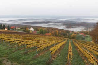 Autumn atmosphere in the early morning, vineyard, fog drifts through the hilly landscape in the