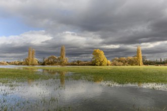 Flooded meadow after heavy rains. Autumn landscape. Bas-Rhin, Collectivite europeenne d'Alsace,