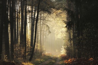 A dirt road through the forest on an autumn morning